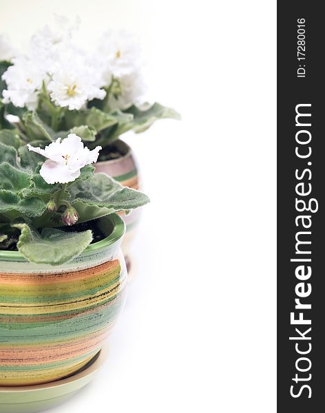 Potted flowers in a row. White background