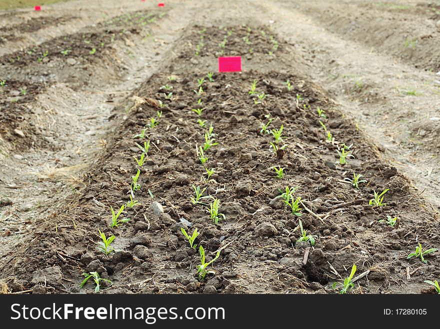 Rows of young plantation in beds. Rows of young plantation in beds