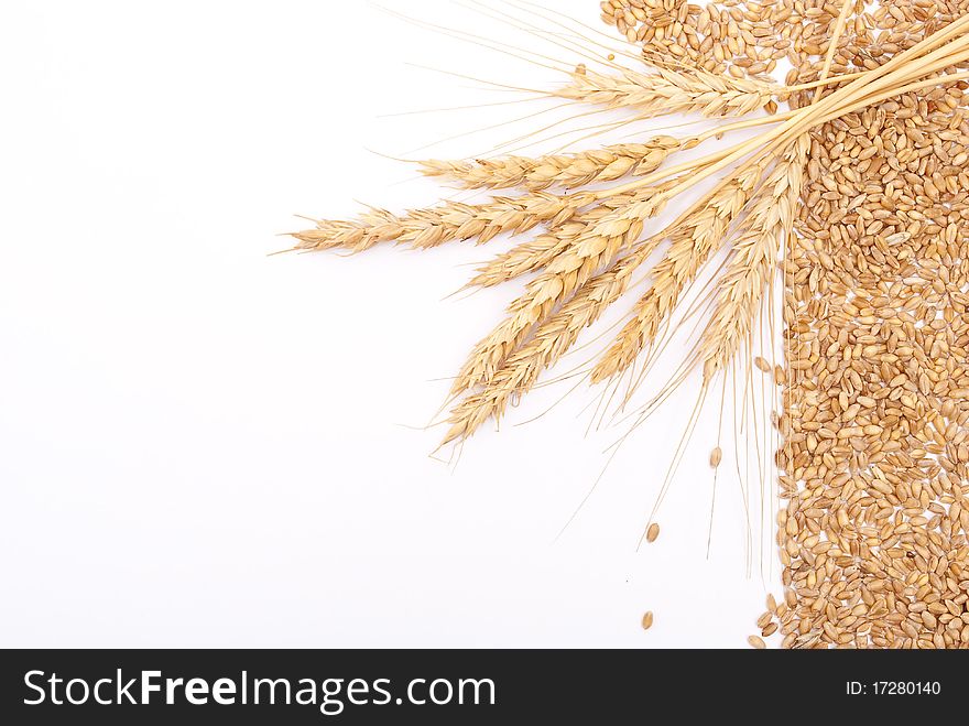 Wheat ears on white background