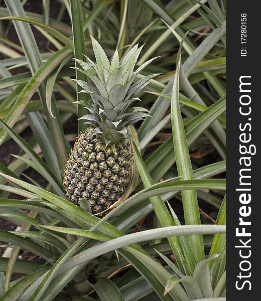 Blooming ripe pineapple fruit plant