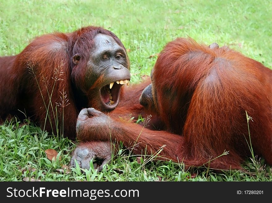 Two Orangutans