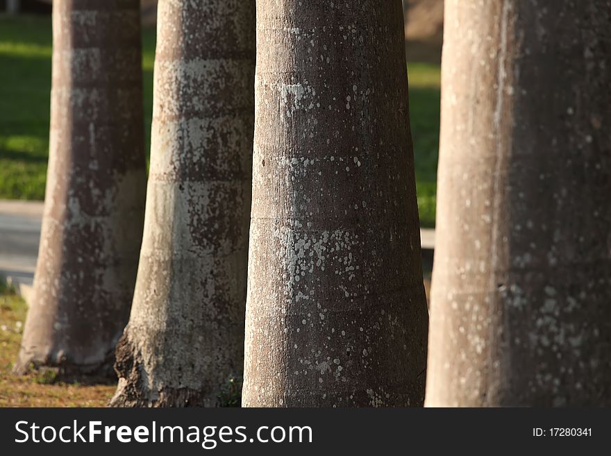 Row of Palm Tree