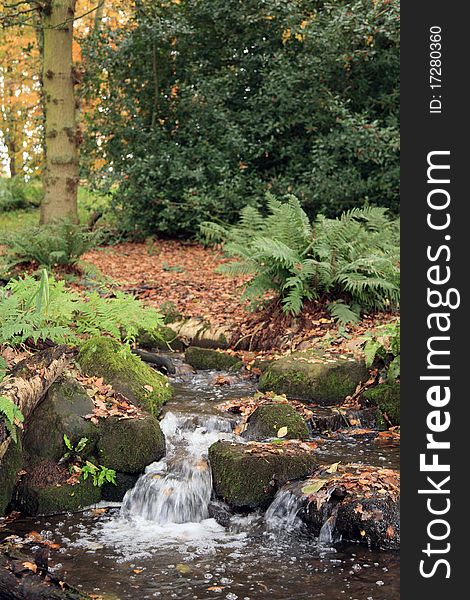 Woodland forest ferns and flowing stream with Autumn leaves. Woodland forest ferns and flowing stream with Autumn leaves