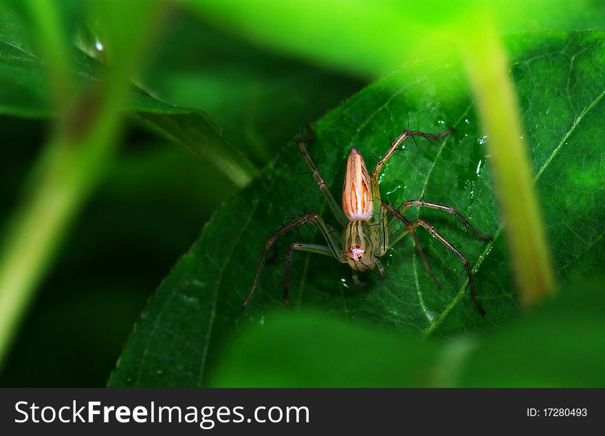 A predatory Lynx spider, at the ready to pounce on it's next victim.