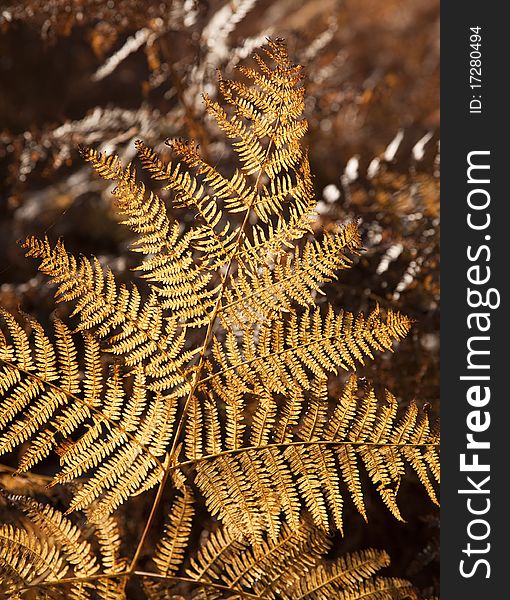 Golden fern in Woodland forest