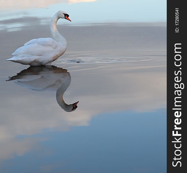 Single wild swan and reflection. Single wild swan and reflection