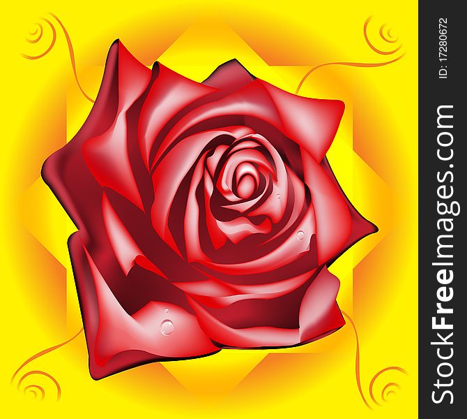 Red rose with dew drops on a yellow background, vector illustration, eps10. Red rose with dew drops on a yellow background, vector illustration, eps10