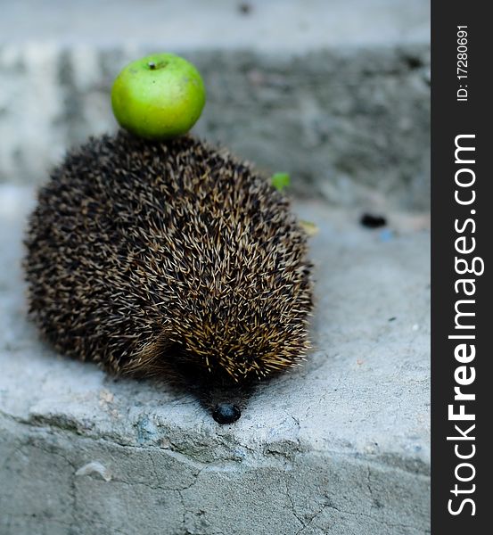 A hadgehog with a green apple on concrete background