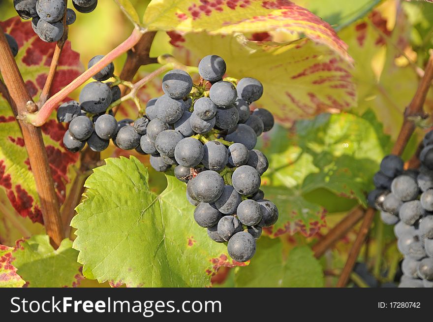 Bunch of blue grapes at a vineyard. Bunch of blue grapes at a vineyard