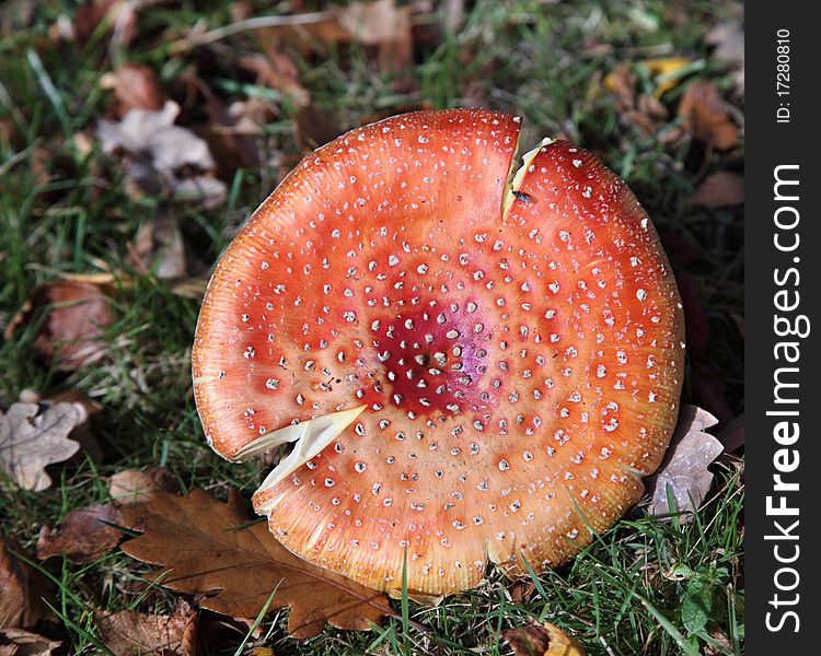 Toadstool (Death Cap) In A Forest