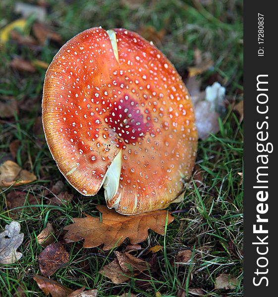 Toadstool Death Cap (Amanita muscaria) in a forest. Toadstool Death Cap (Amanita muscaria) in a forest