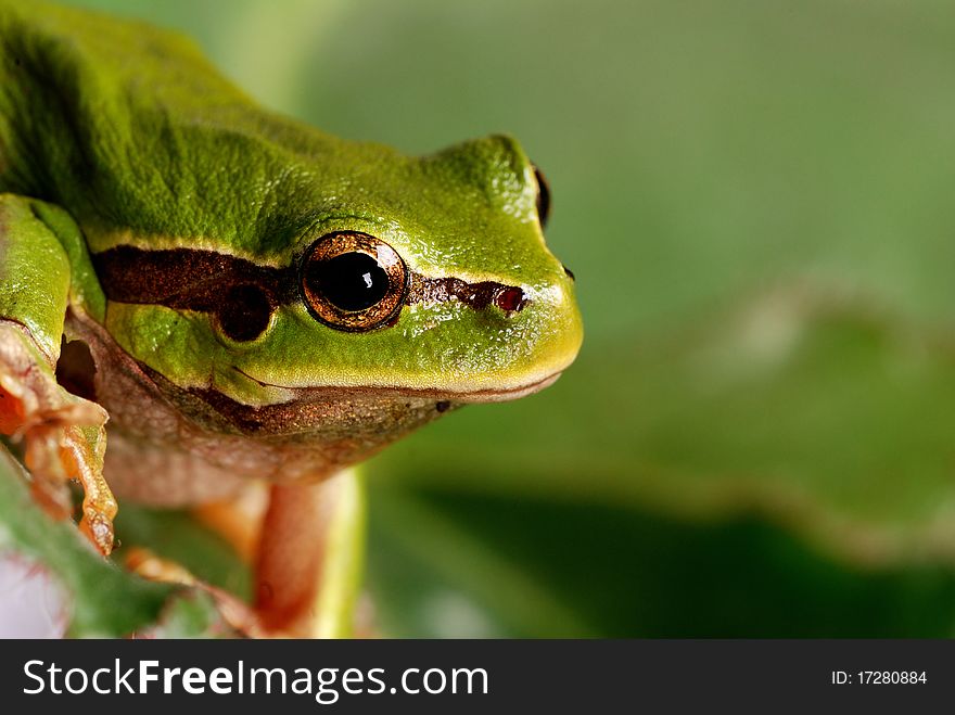 Small tree frog isolated on green background.