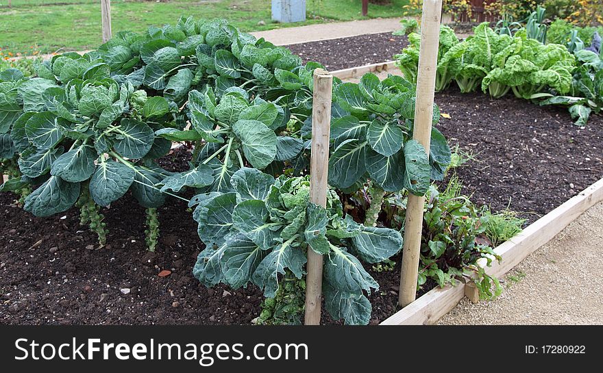 Allotment vegetable plot row of cabbages