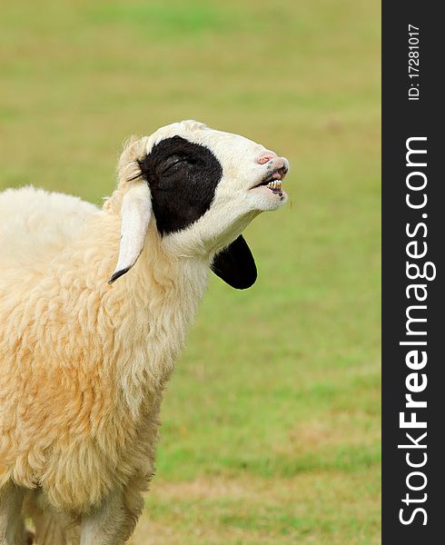 Happy sheep with smile enjoying glass on sunny day