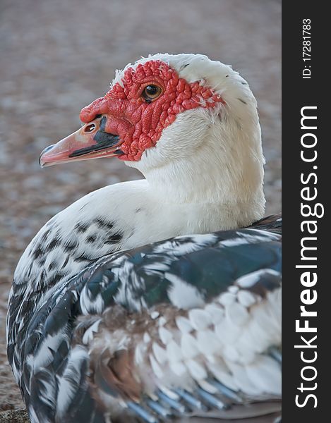 Duck profile, closeup of animal