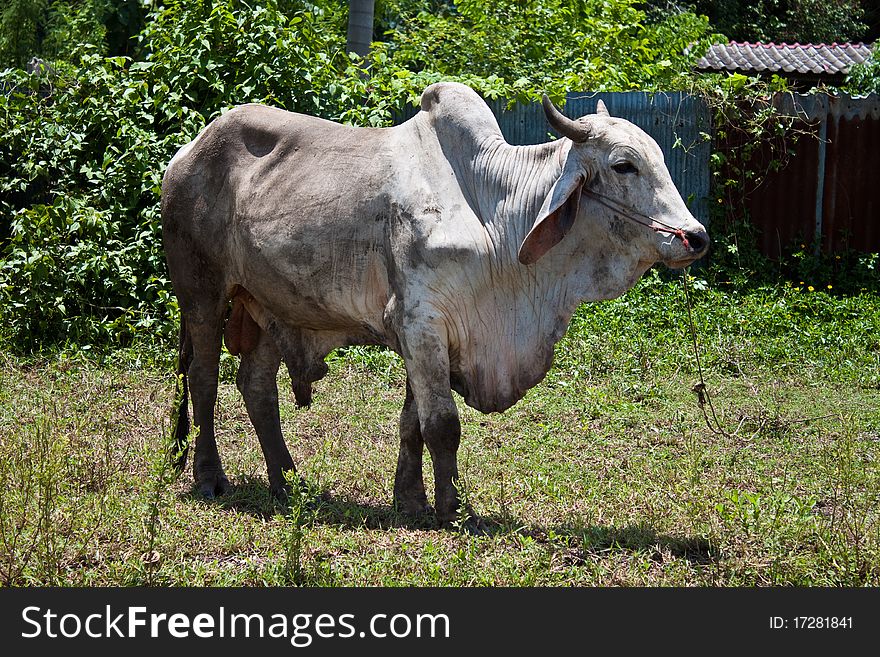 This is thai's farmer local American Brahman cow