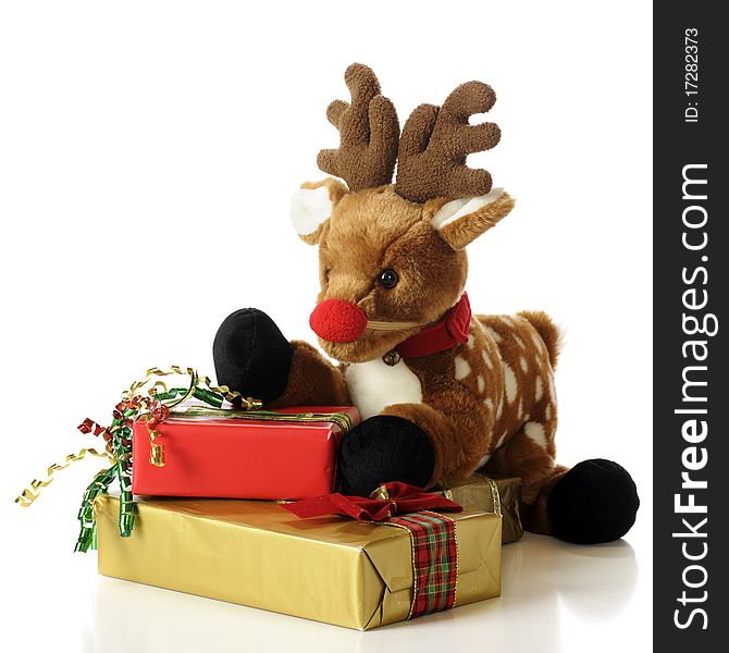 A toy fawn with an attached red nose playing among wrapped Christmas gifts. Isolated on white. A toy fawn with an attached red nose playing among wrapped Christmas gifts. Isolated on white.