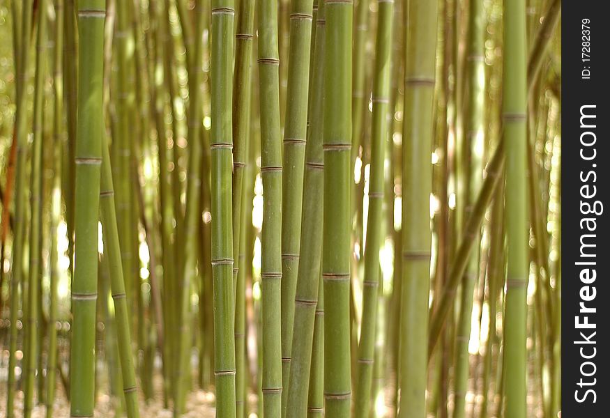 Background of the bamboo alley. Background of the bamboo alley