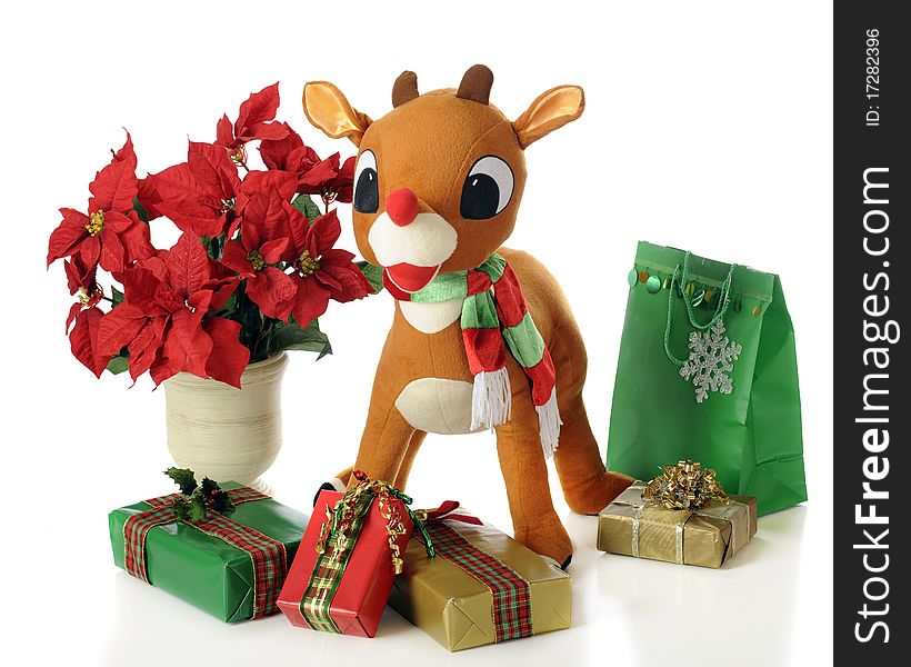 A toy Rudolph standing among wrapped Christmas gifts and a poinsettia. Isolated on white. A toy Rudolph standing among wrapped Christmas gifts and a poinsettia. Isolated on white.