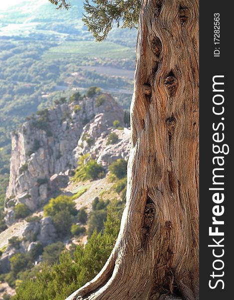 Pine on a background of rocks and fields. Pine on a background of rocks and fields