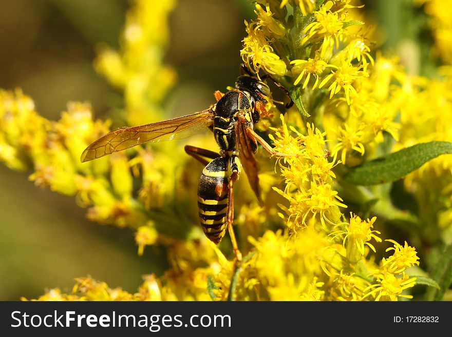 Five-Banded Wasp looking for nectar on a goldenrod flower