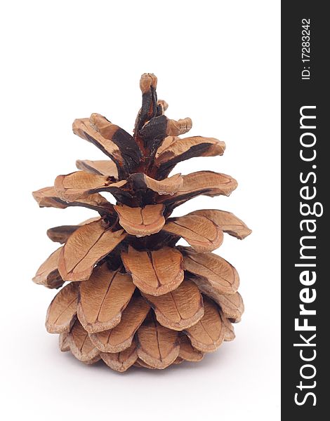 Fir-cone isolation on a white background