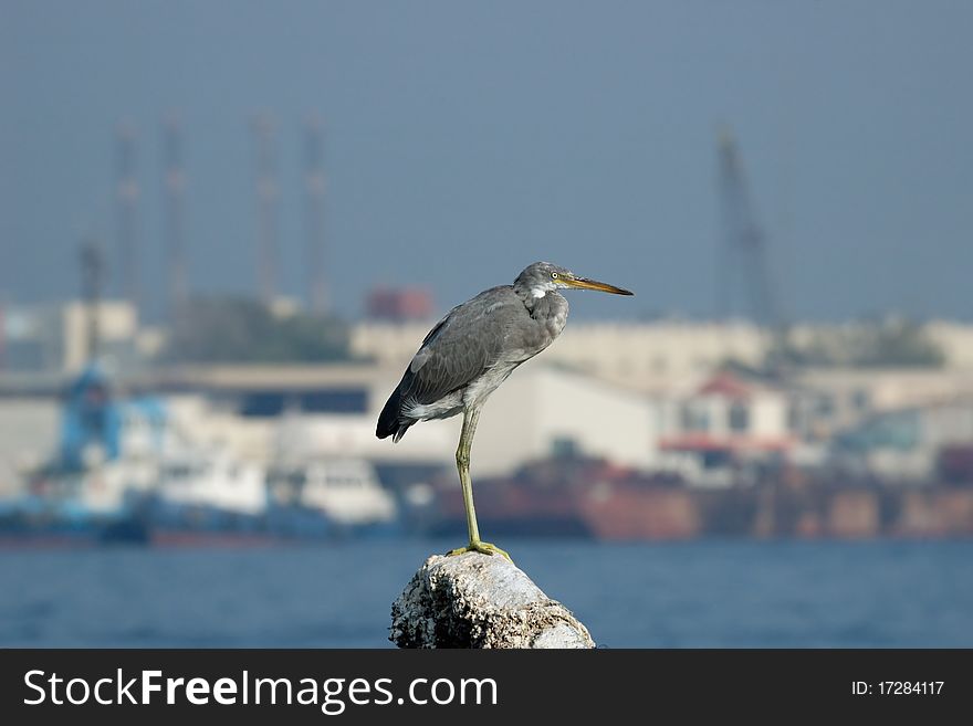 Reef Egret in Khor Khalid bay, Sharjah, UAE. Reef Egret in Khor Khalid bay, Sharjah, UAE