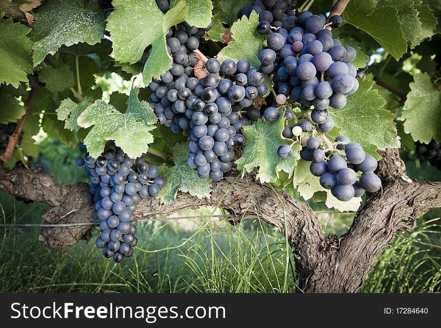 Grape Vines
