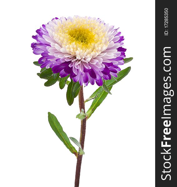 Single purple-white aster isolated