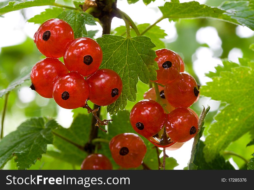 Close-up branch of ripe red currant