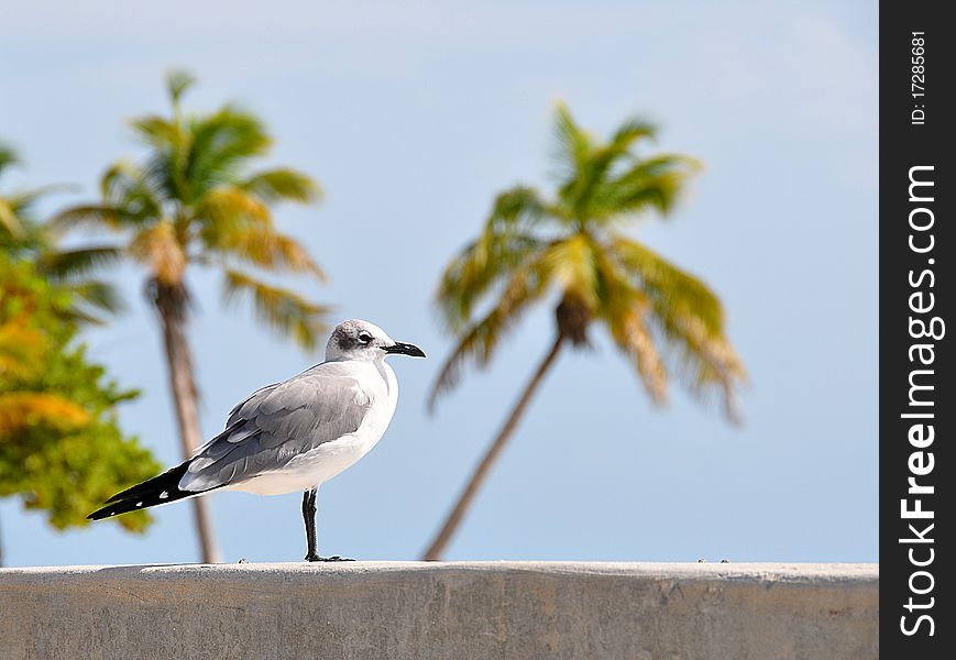 Seagull With Palms