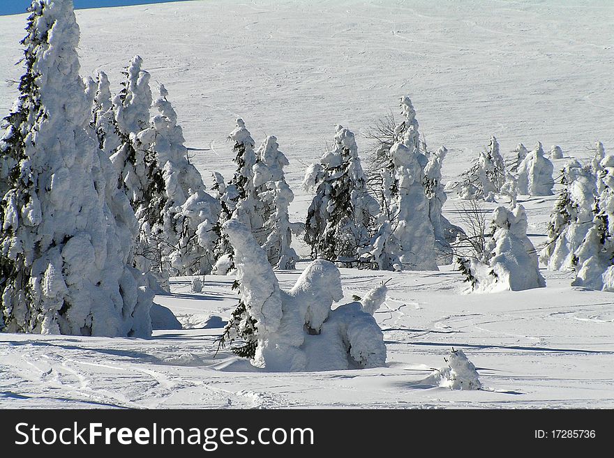 Snow-covered trees in Jeseniky mountains. Snow-covered trees in Jeseniky mountains