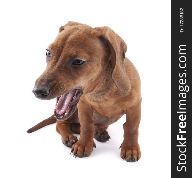 Dachshund puppy, 3 months old on white background