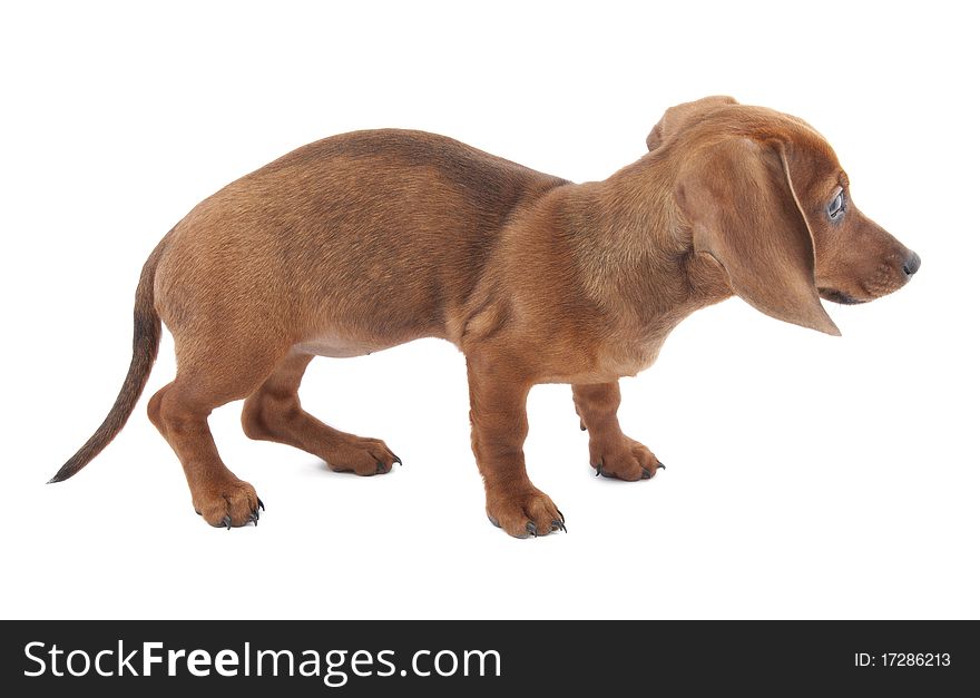 Dachshund puppy, 3 months old on white background