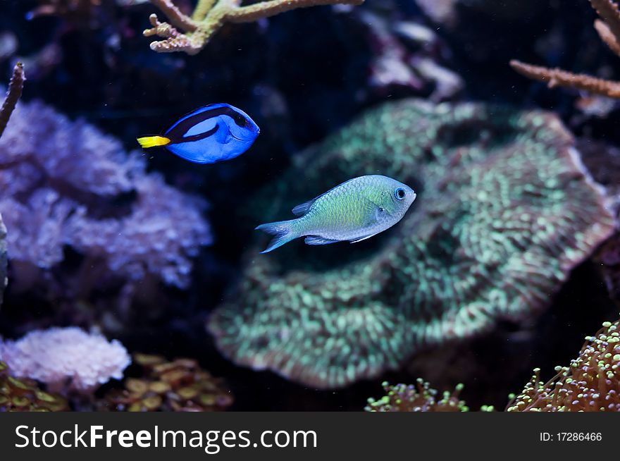 Marine tropical blue fish in aquarium. Marine tropical blue fish in aquarium