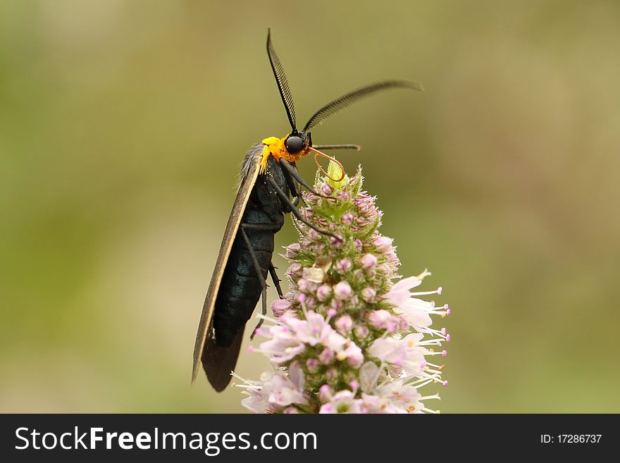 Yellow-collared Scape Moth (Cisseps fulvicollis)