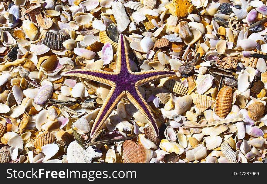 Purple starfish in a bed of seashells on the beach. Purple starfish in a bed of seashells on the beach