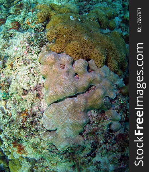 Some coral with a face shape off the south Florida coast. Some coral with a face shape off the south Florida coast.