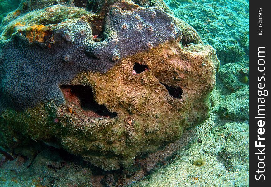 Some coral with a face shape off the south Florida coast. Some coral with a face shape off the south Florida coast.