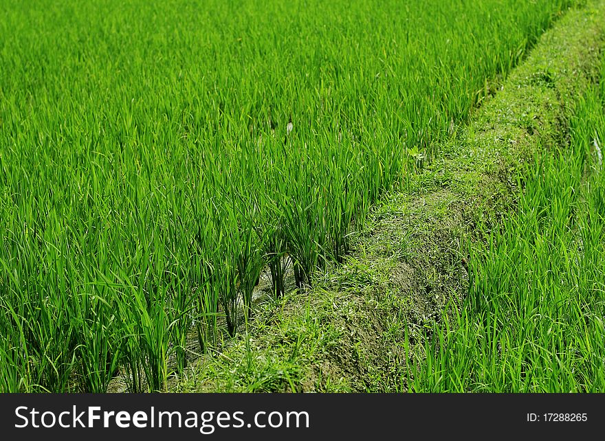 Long green grass pattern growing besides small road. Long green grass pattern growing besides small road