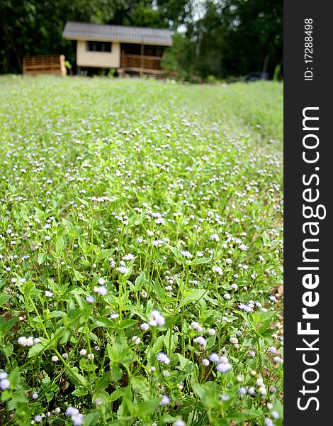 Grass field and Meadow