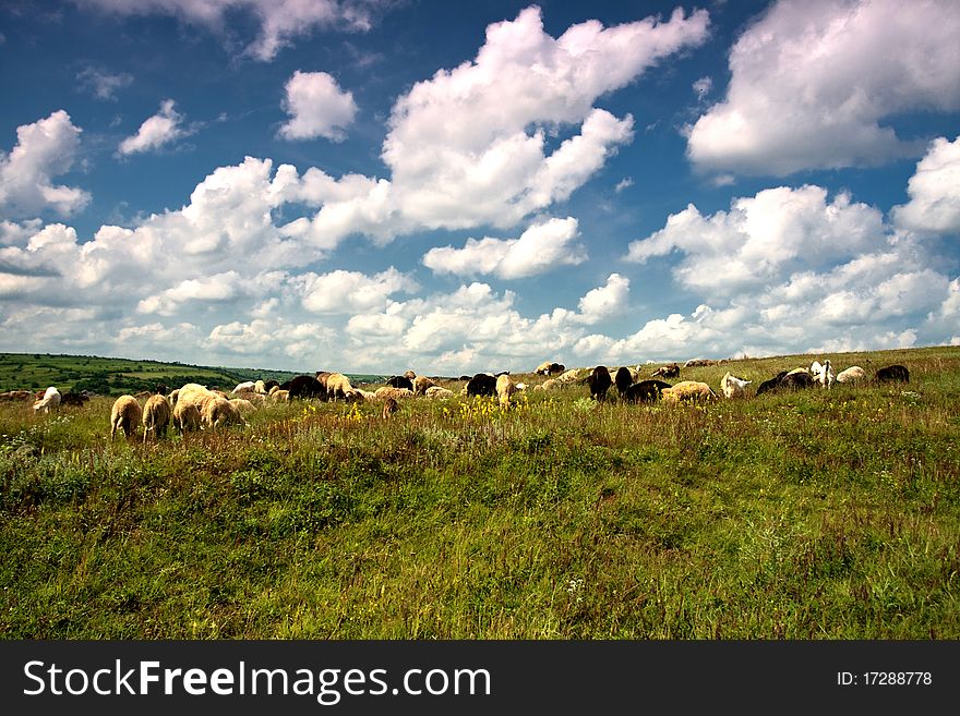 A flock of sheep grazing on field