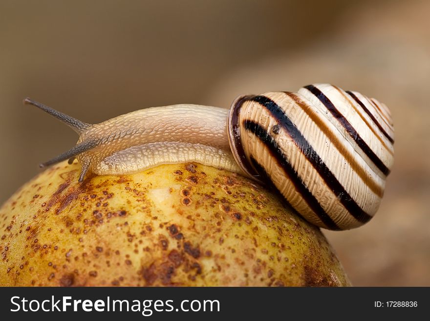 Camera image of a snail in foreground