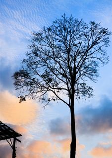 Silhouette Solitary Tree At The Sunset Royalty Free Stock Images