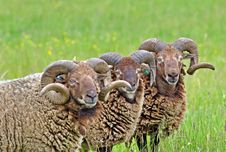Rare Breed Sheep Stock Photo Rare Breed Sheep Stock Photo