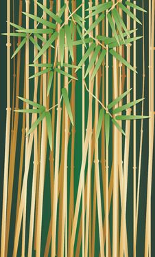 Bamboo Thickets Stock Images