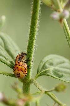 Stink Bug Stock Images Stink Bug Stock Images