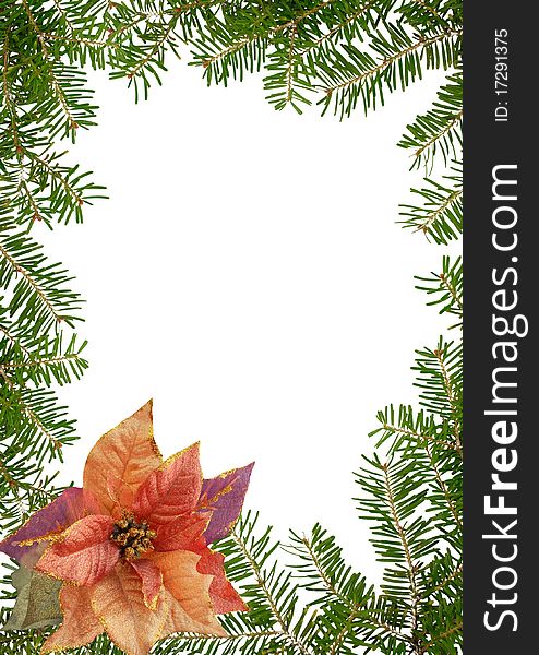 Christmas floral frame,  green branches and poinsettia, isolated on the white - background for your text