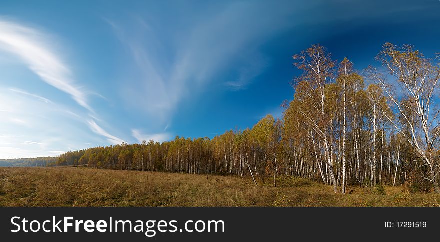 Stitched Panorama. Autumn landscape with birch wood.