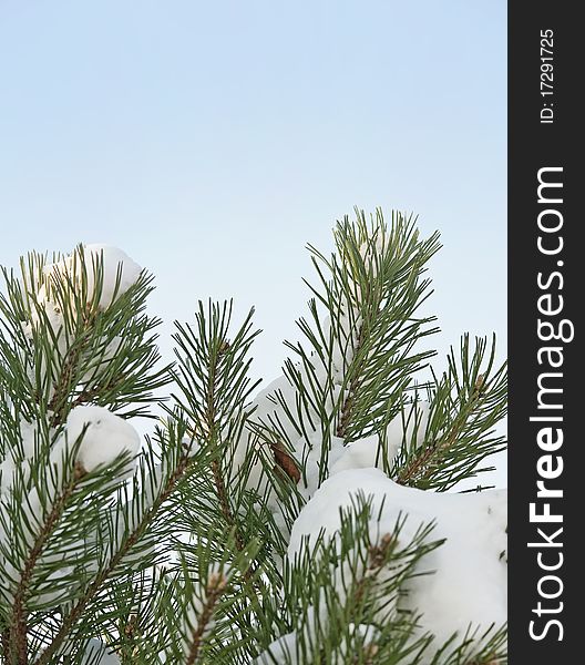 Pine tree in detail covered with snow